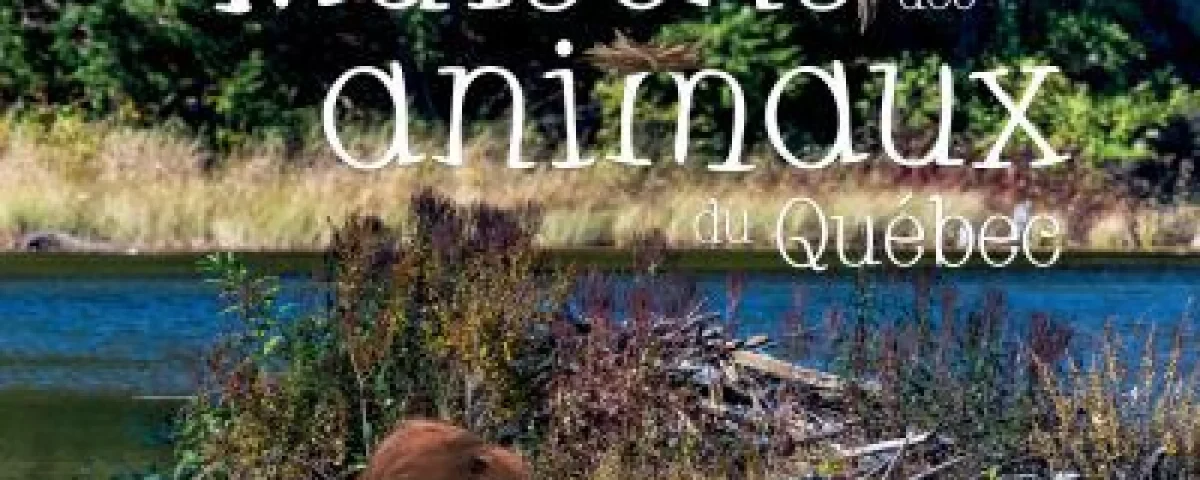 Couverture du livre «Maisons des animaux du Québec»